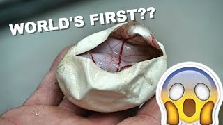 Billy Loses His Mind !! Crazy World's First Ball Python !!!