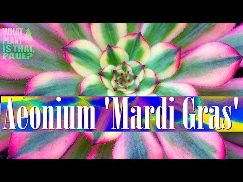 Vídeo: O que é um Mardi Gras Aeonium – Saiba mais sobre os cuidados com o Aeonium ‘Mardi Gras’