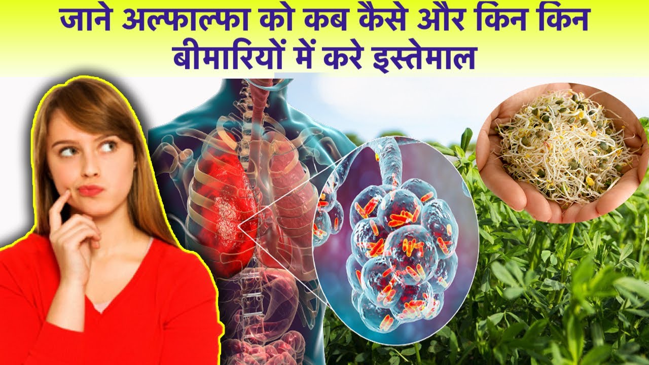 अल्फाल्फा के फायदे Alfalfa Herb Benefits in Hindi YouTube