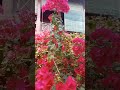 Beautiful bougainvillea #flowers