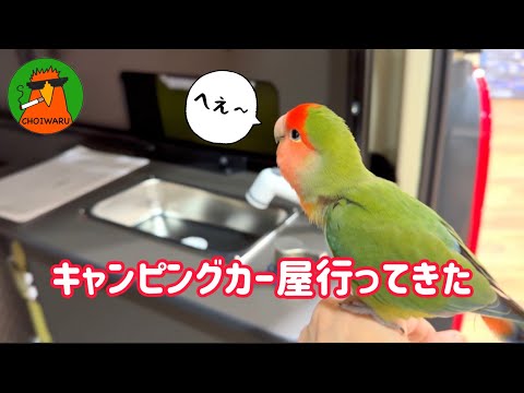 インコとキャンピングカー屋さん行ってきた【関西弁インコ】