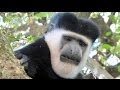 Ethiopia -  Park in Awassa - Colobus and Grivet monkeys