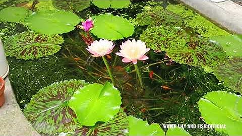 NUÔI CÁ KẾT HỢP TRỒNG HOA SÚNG TRONG HỒ XI MĂNG NGOÀI TRỜI