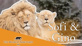 WATCH Lions Sofi & Gino, Mother & Son || The Wildcat Sanctuary