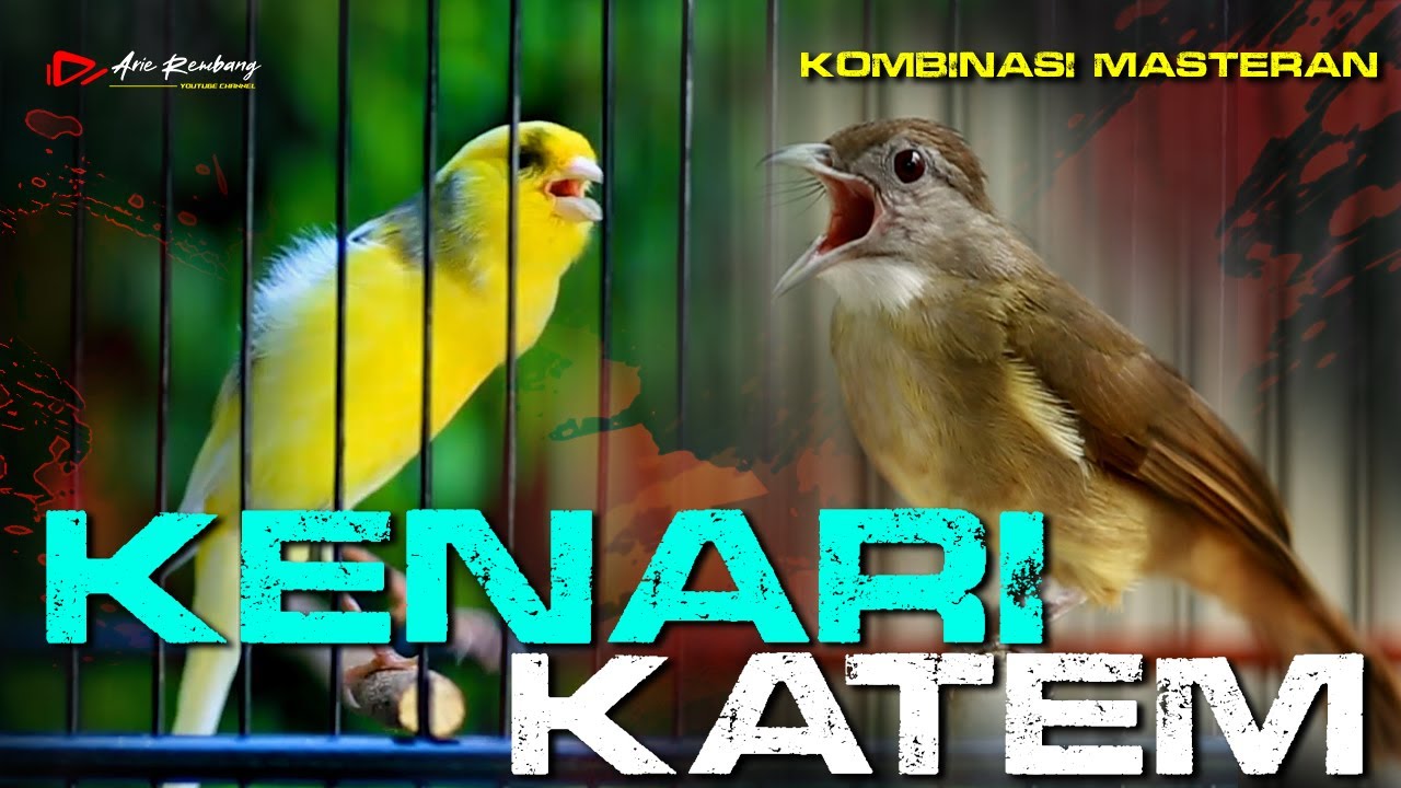 MASTERAN KAPAS TEMBAK GACOR KOMBINASI KENARI REAL SUARA JERNIH