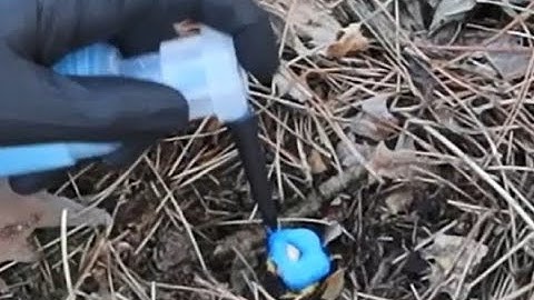 How to Kill Buckthorn - the Easiest and Most Effective Way!