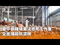 禽流感防治