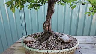 Summer stroll through the bonsai benches