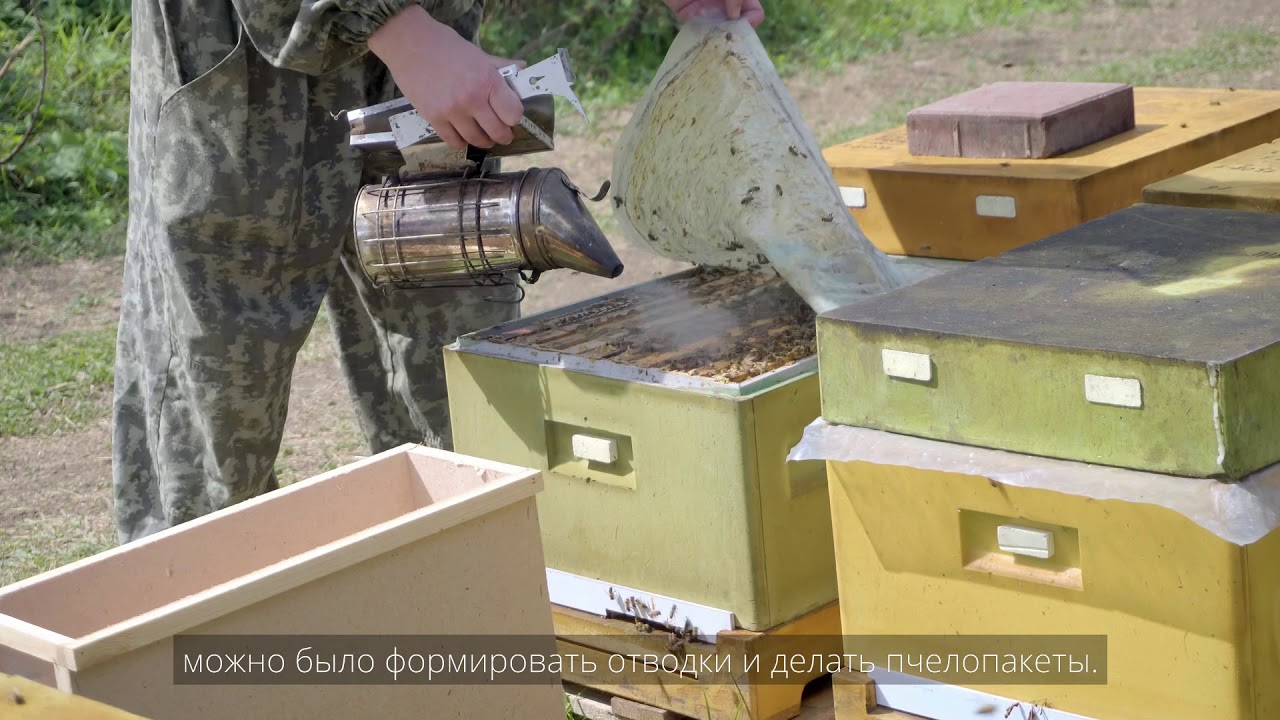 Опыт пчеловодов: впечатления о результате применения пчелопакета