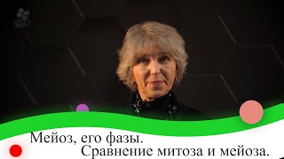 Мейоз, его фазы. Сравнение митоза и мейоза.