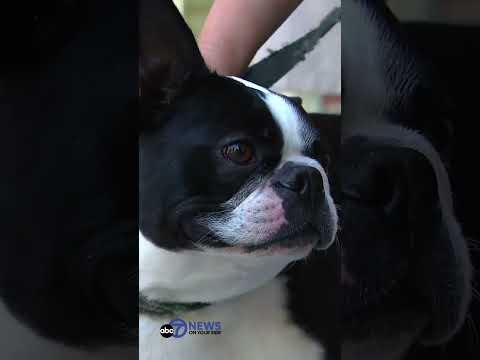 Video: Câinele dispărut se întoarce la familie cu 4 kg mai greu: 