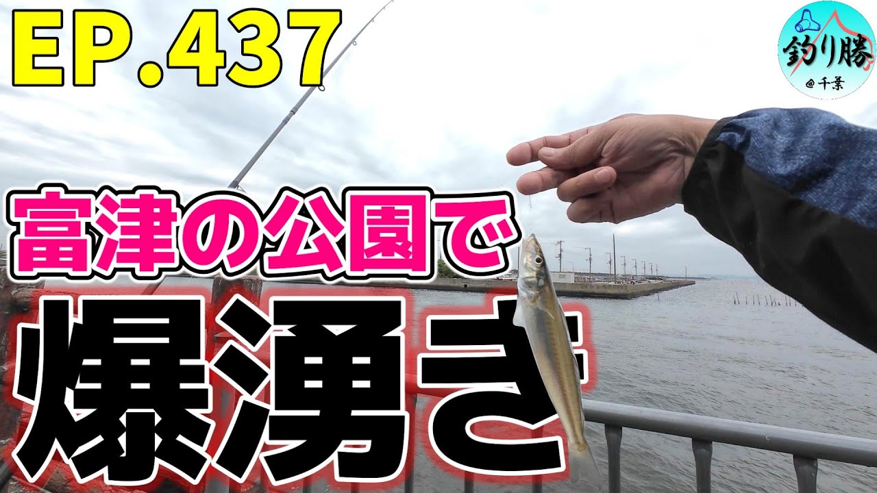 EP.437 内房ちょい投げ 地元の人に聞いた情報は本当だった