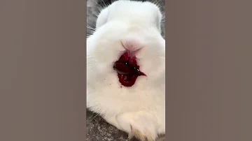 The Little Rabbit Eats Cherries And His Mouth Is Full Of Them Cute Pet Debut Plan Rabbit Past 