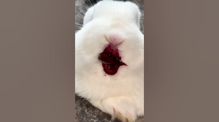 The little rabbit eats cherries and his mouth is full of them. Cute pet debut plan. Rabbit. Past