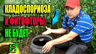 СУПЕР ЭФФЕКТИВНЫЙ СПОСОБ БОРЬБЫ С ФИТОФТОРОЙ ПОМИДОРОВ В ТЕПЛИЦЕ. ЭКОСАД (ОГОРОД) И ТЕПЛИЦА 22-26