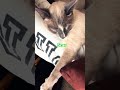 Lounging as a King should 👑. Siamese Goes by Scar #music #siamese #cat #cats #love #animals #viral