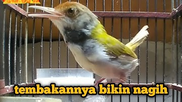prenjak lumut GACOR tembakan variasi