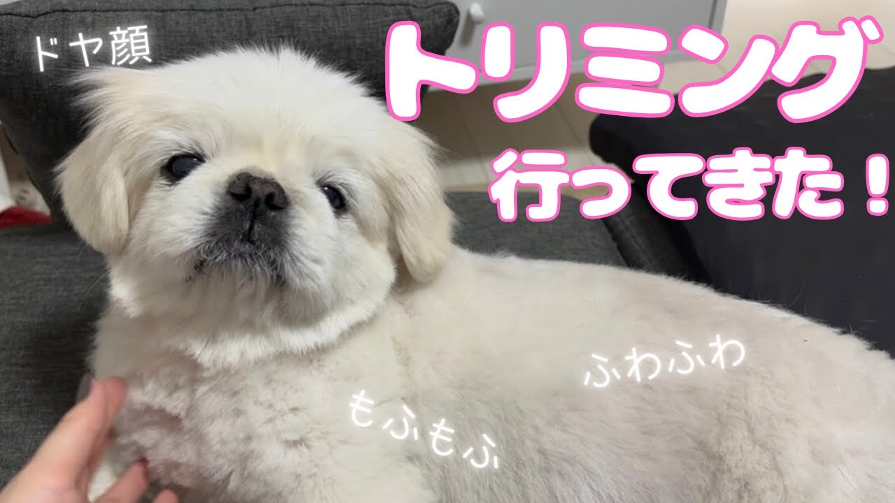 トリミング行ってきたペキニーズ🫧