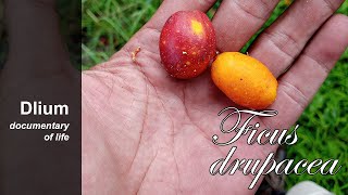 Brown-woolly fig (Ficus drupacea) - part 1