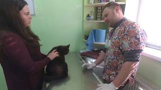 Кот Симба на приеме у ветеринарного дерматолога. Ч.1. Кот Симба на приеме у ветеринарного дерматолога. Ч.1.