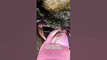 Thumbnail of Crab ASMR | Crab Pedicure ASMR Sounds 🦀😱✨ #shorts
