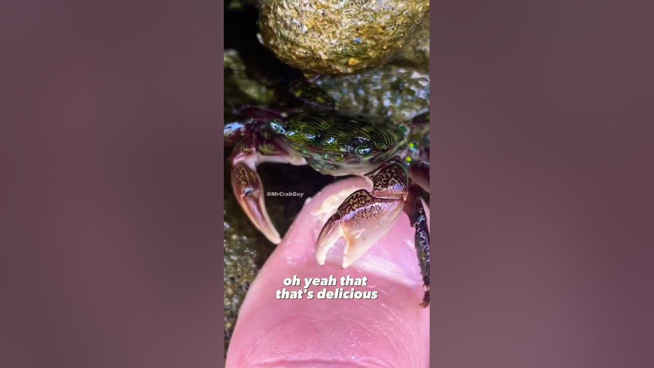 Crab ASMR | Crab Pedicure ASMR Sounds 🦀😱✨ #shorts
