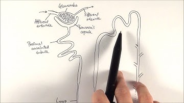 A2 Biology - Nephron structure (OCR A Chapter 15.5)