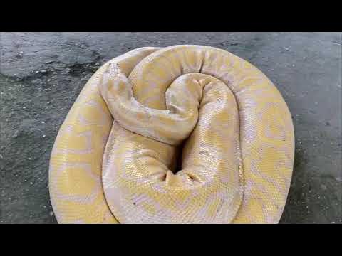 The Legendary Prony and the enchanting pythons found in baclayon bohol ...