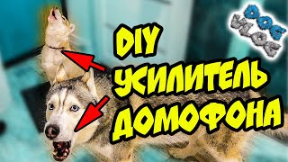 DOGVLOG: DIY УСИЛИТЕЛЬ ДОМОФОНА. Хаски Бандит. Говорящая собака