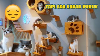 15 KUCING DISINI MAKIN GEMES DAN MAKMUR