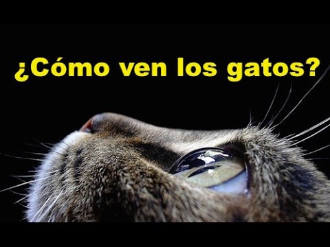 Video: Cual Es La Vision De Los Gatos