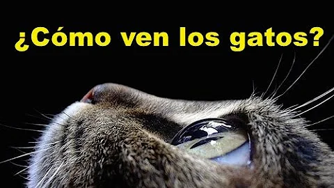 ¿Pueden los gatos ver de cerca?