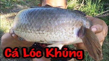 Câu Cá Lóc Bằng Vịt Cá Lóc Khủng Trùm HuGo Của HuGo Phần Cuối