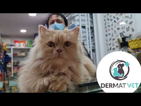 Video: Bacterial Infection (Pyoderma) Ng Balat Sa Mga Pusa