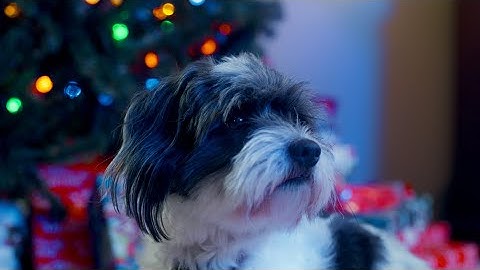 Merry Christmas, Nova! | A Christmas Short Film