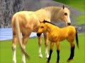 Sims 3 Pets: Spirit; Stallion of the Cimarron