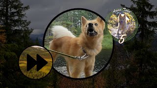 Finnish Spitz: Grouse Possibility