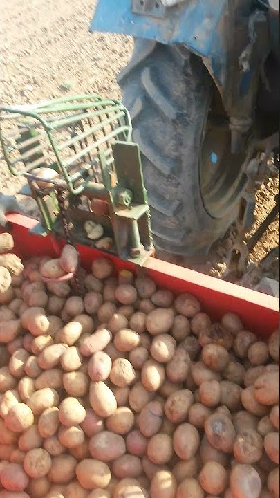 2-row potato planter with do-it-yourself fertilizing.картофелесажалка ...