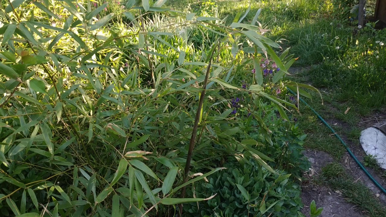 бамбук самая высокая трава в мире. рост бамбука. бамбук растет за сутки. рост бамбука. бамбук растет за сутки.