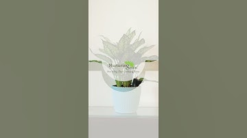 Where to keep Aglaonema at home ?