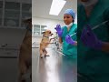 #comedyshorts #funny #petshorts #pets #dogreaction