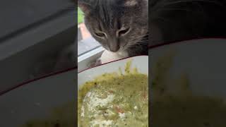 Cat's Expressive Reaction to Food Aroma