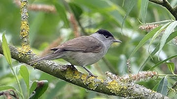 Bird Facts: The Eurasian Blackcap
