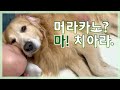 경상도 골든리트리버는 서울말을 알아 들을까? (병맛주의)