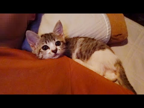 甘えんぼの子猫と朝まで一緒に寝ると大変なことになりました…笑