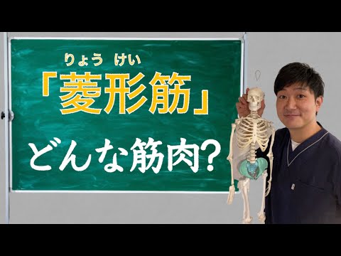 【菱形筋】背中が痛いのは菱形筋が原因かも！？【筋肉の取扱説明書】