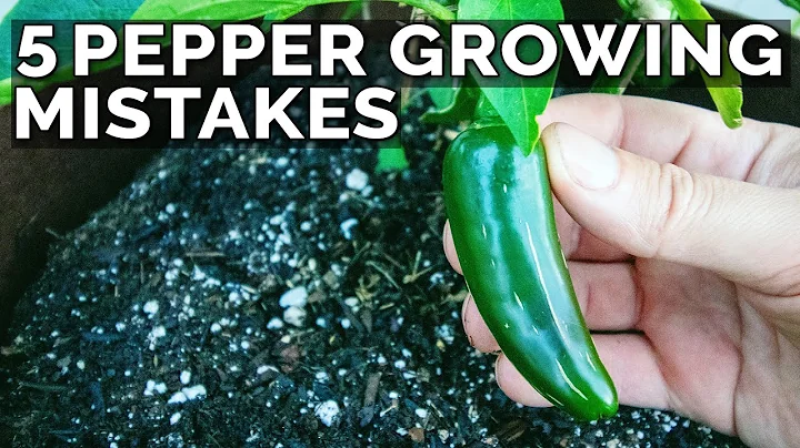 5 Pepper Growing Mistakes to Avoid - DayDayNews