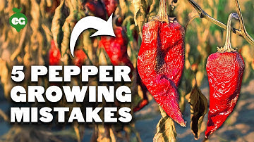 5 Pepper Growing Mistakes to Avoid