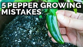 5 Pepper Growing Mistakes to Avoid