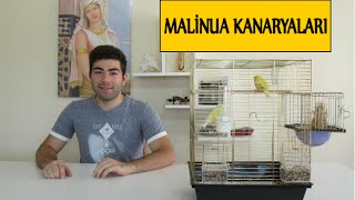 Malinua Kanaryaları ve Üretimi